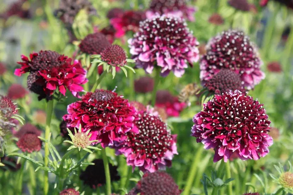 Driakiew gołębia Barocca