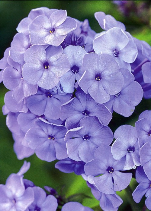 Floks wiechowaty Blue Boy