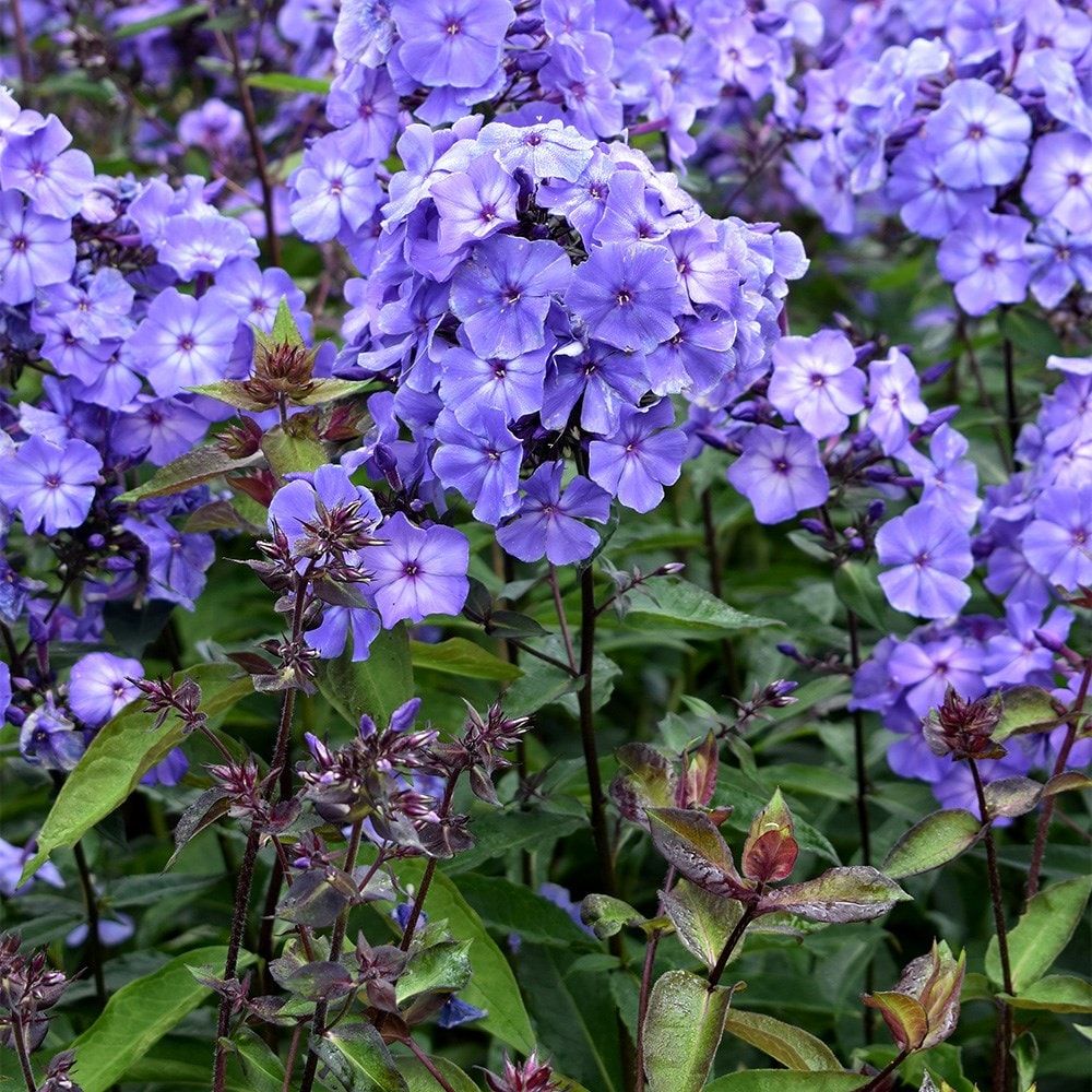 Floks wiechowaty Blue Paradise