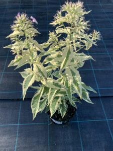 Floks wiechowaty Norah Leigh