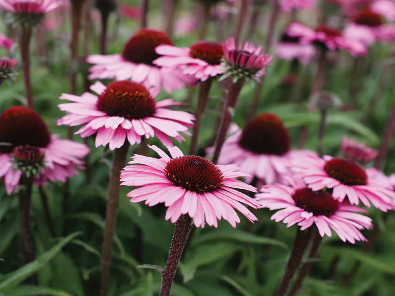 Jeżówka purpurowa Sensation Blackpearl