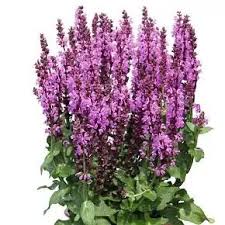 Szałwia omszona Royal Magenta