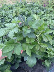 Zawilec Serenade Anemone