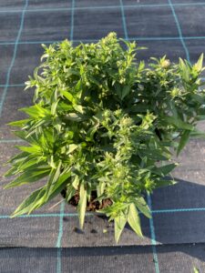 Aster nowobelgijski Fellowship