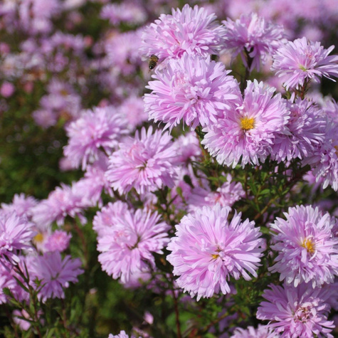 Aster nowobelgijski Fellowship