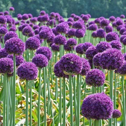 Czosnek ozdobny Gladiator Alium