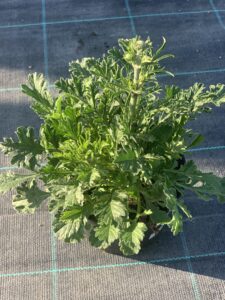 Driakiew flutter deep blue