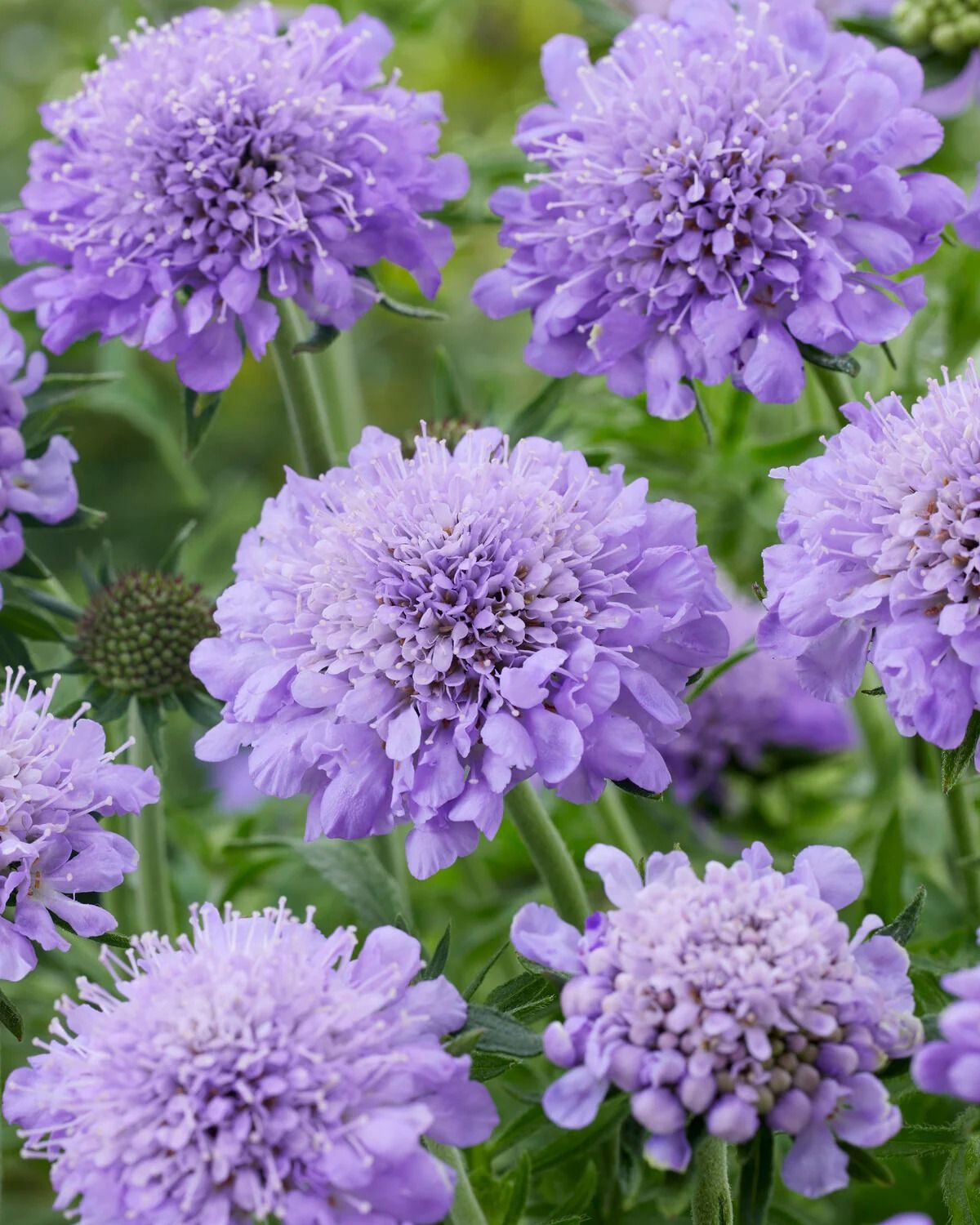 Driakiew flutter deep blue