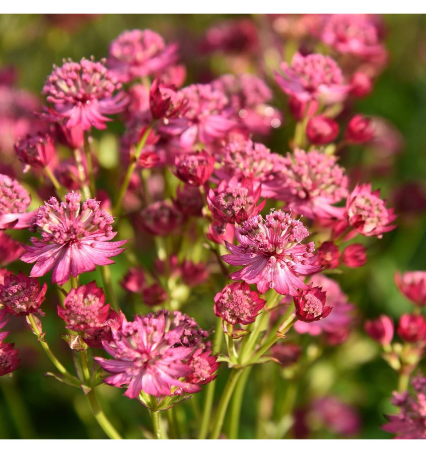 Jarzmianka większa 'Cerise Button