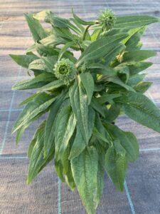 Jeżówka Pearl Light Pink