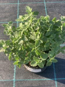 Kocimiętka Grol Nepeta faassenii