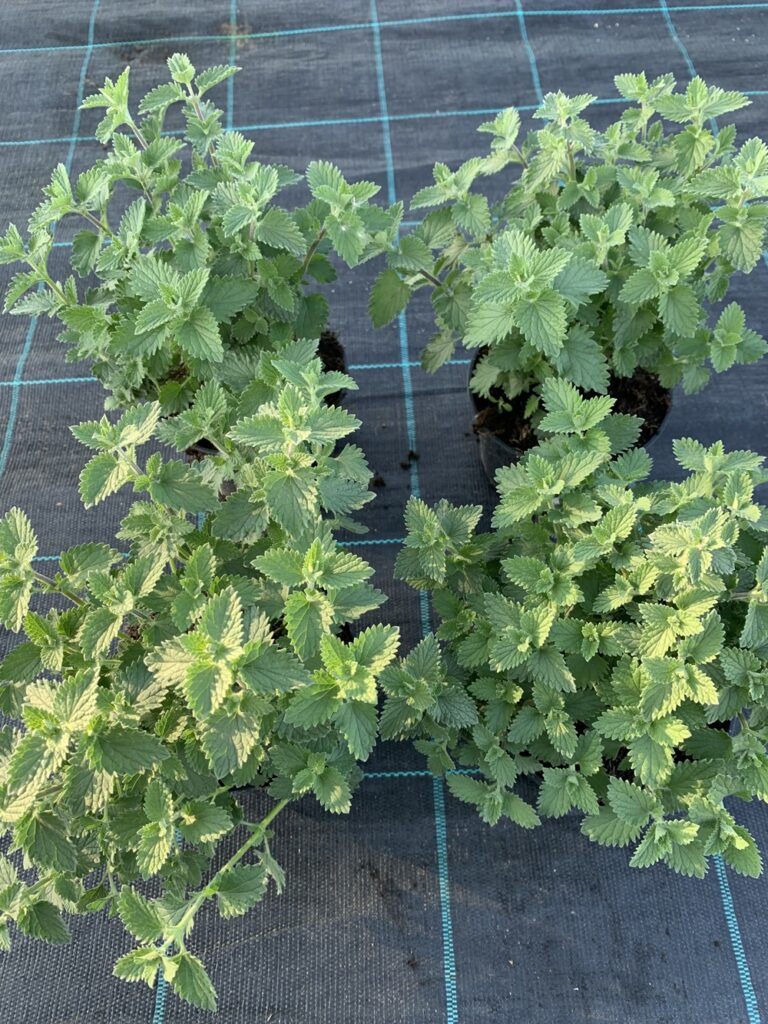 Kocimiętka Grol Nepeta faassenii