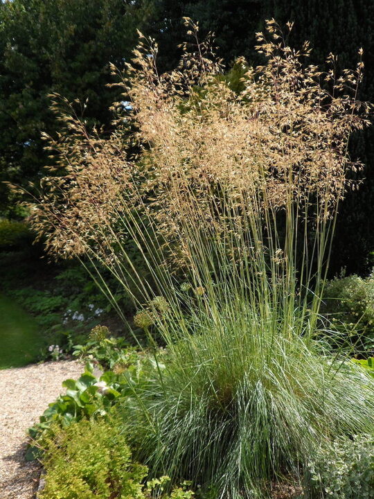 Ostnica olbrzymia Stipa Gigantea
