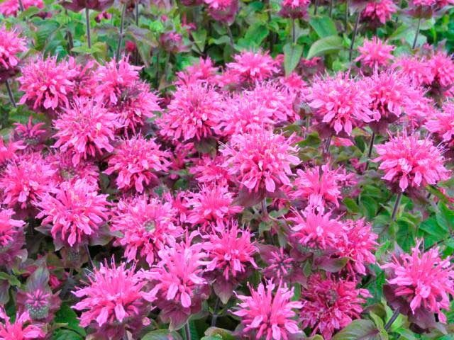 Pysznogłówka Pink Supreme