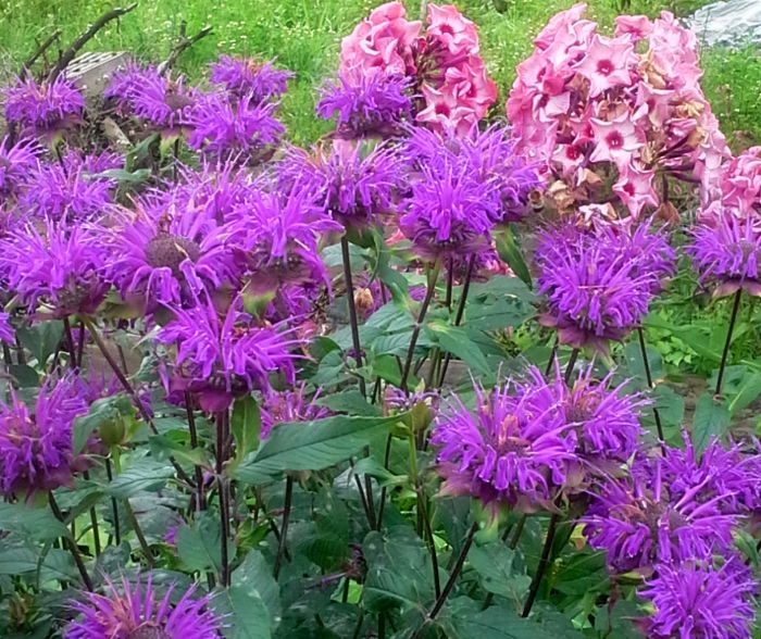 Pysznogłówka Prairienacht