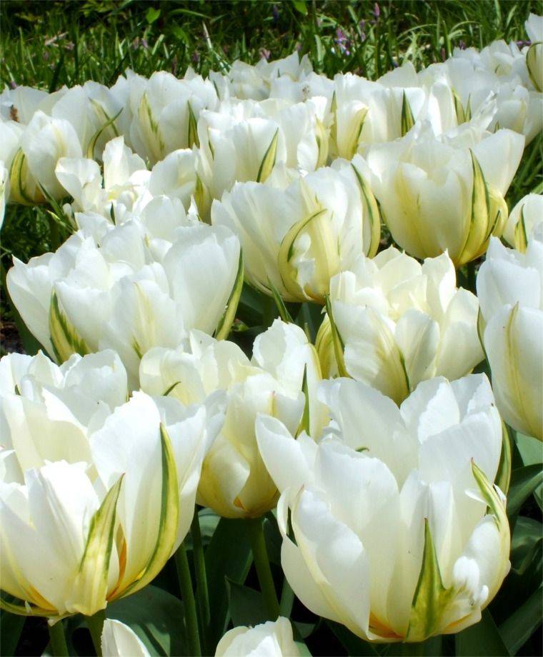 Tulipan Ekskluzywny Exotic Emperor 5 szt.