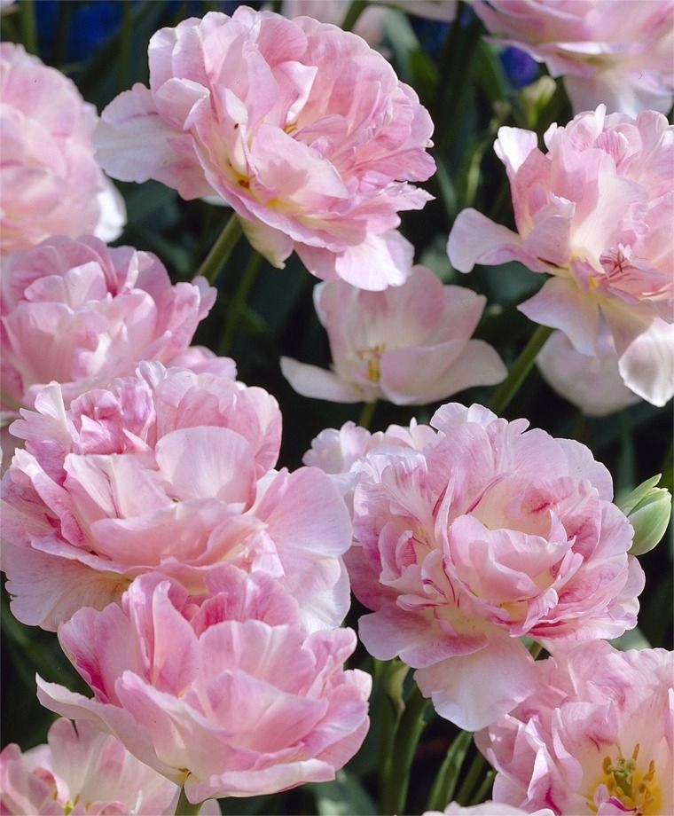 Tulipan pełny Angelique