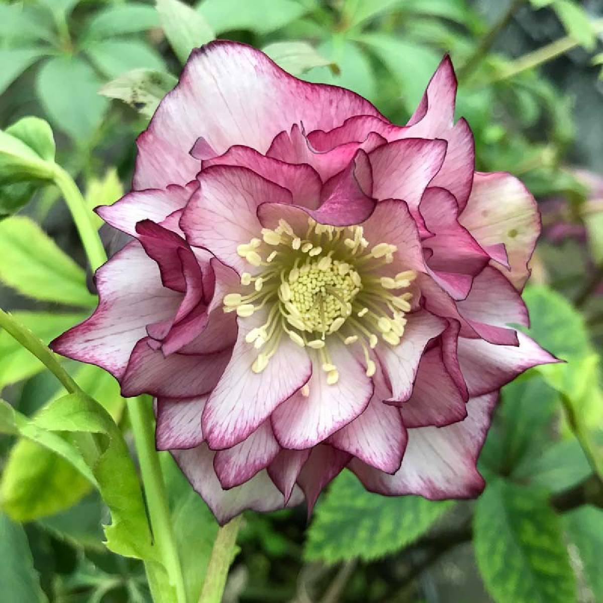 Ciemiernik Double Ellen Picotee