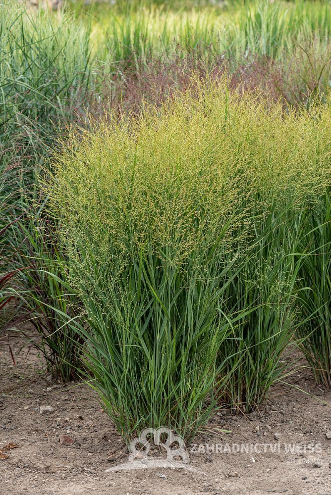 Proso rózgowate JS Buffalo Green