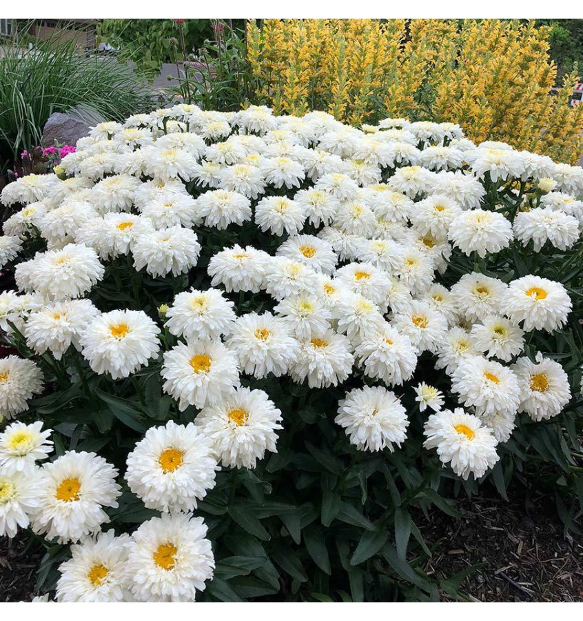 Złocień wielki 'Macaroon'