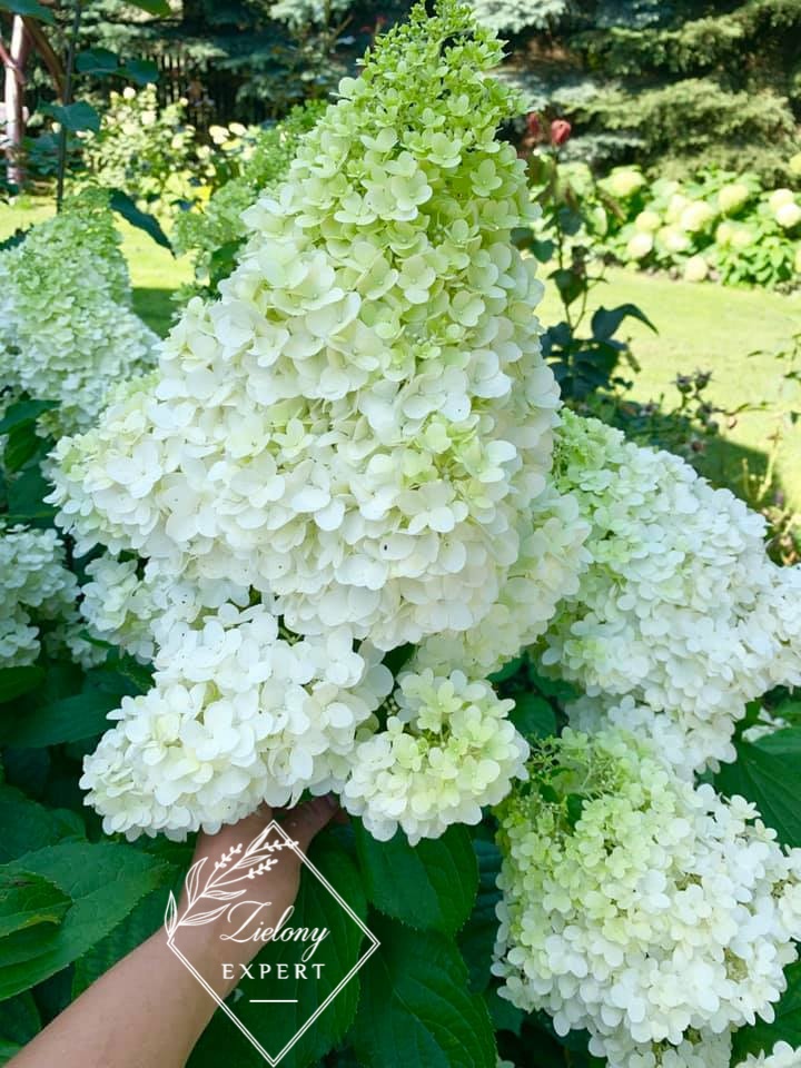 Hortensja bukietowa 'Magical Moonlight