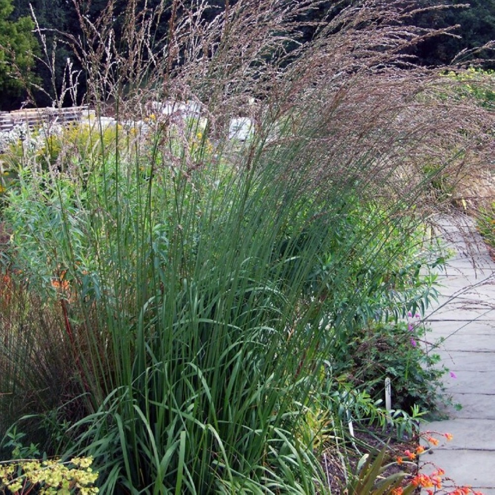 Trzęślica trzcinowata 'Black Arrows' Molinia