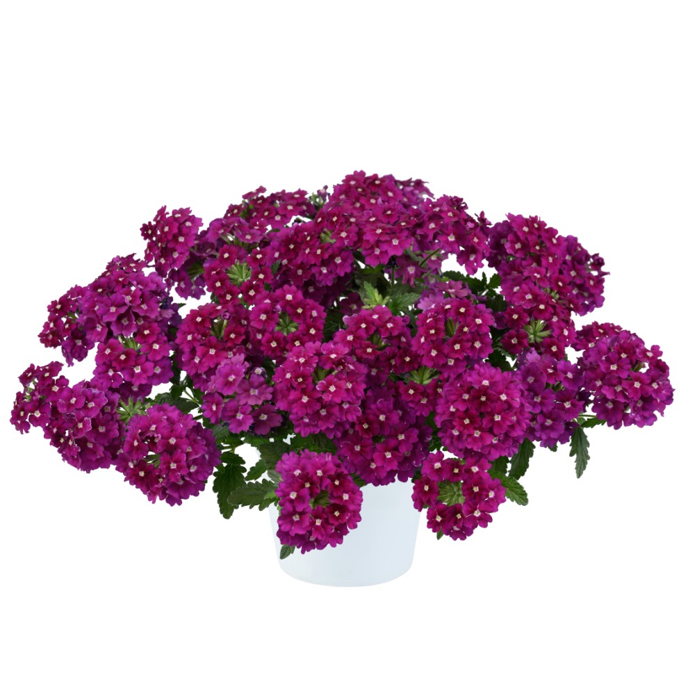 Verbena Vanessa