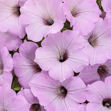 Supertunia