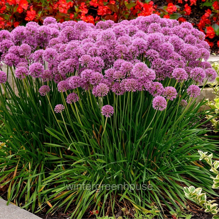 Czosnek ozdobny Serendipity Allium