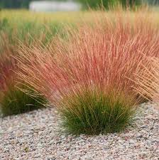 Kostrzewa sina SUNRISE 'Miedzianobrody' Festuca glauca