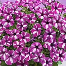 Supertunia Vista Raspberry Star