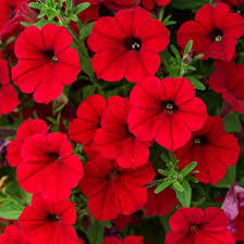 Supertunia Vista Strawberry
