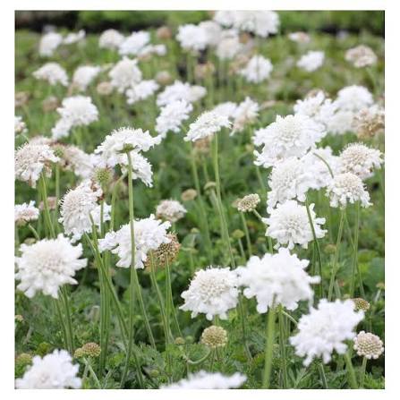 Driakiew gołębia Flutter Pure White