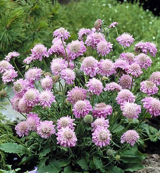 Driakiew gołębia Pink Mist