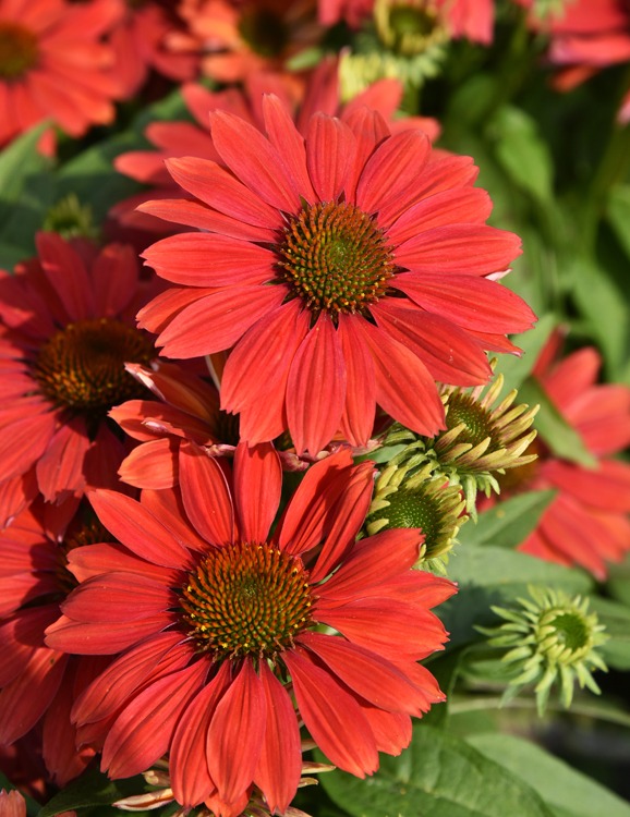 Jeżówka prpurowa pearl dark orange