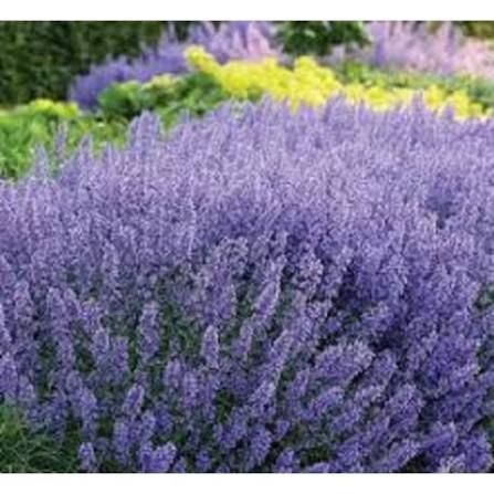 Kocimiętka 'Grog' (Nepeta racemosa