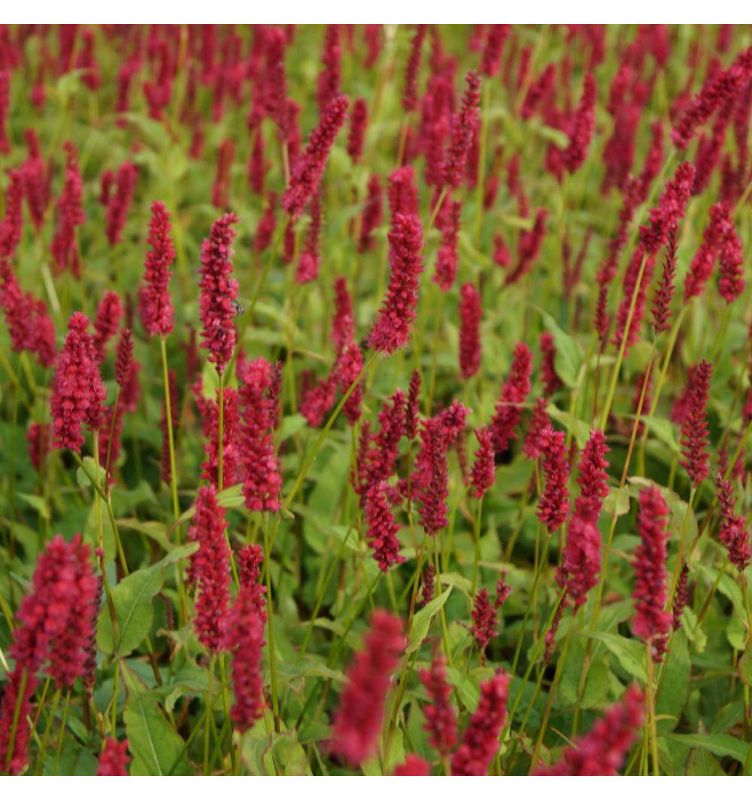 Rdest himalajski Dark Red