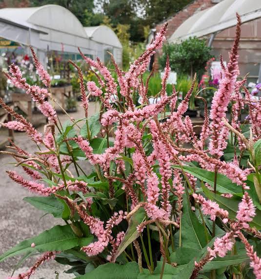 Rdest himalajski 'Pink Elephant' Persicaria amplexicaulius