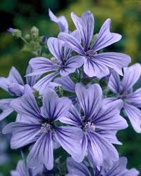 Ślaz dziki Blue Fountain Malva sylvestris