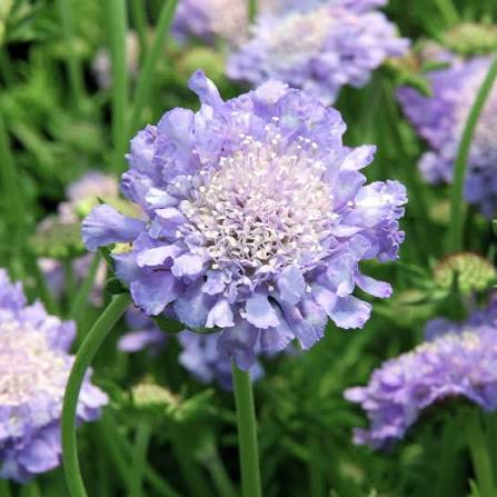 Driakiew gołębia Butterfly Blue Scabiosa
