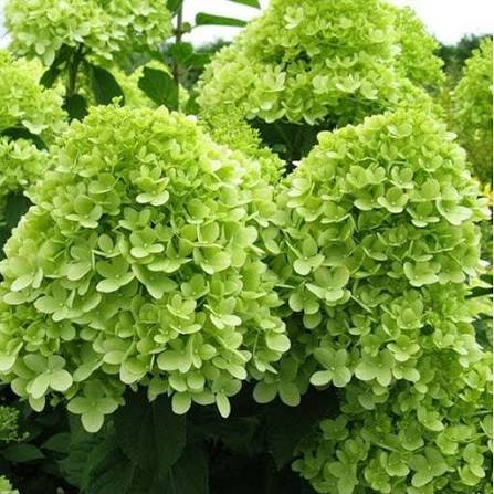 Hortensja bukietowa 'Mojito'
