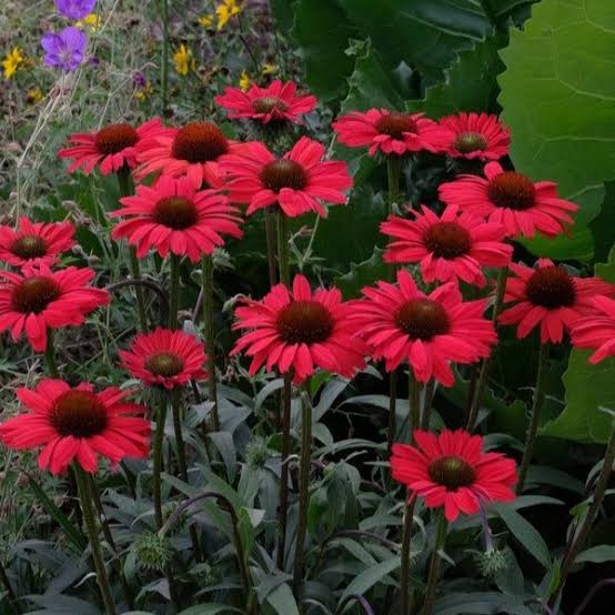 Jeżówka purpurowa 'Kismet Red' Echinacea