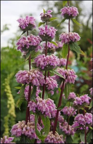 Żeleźniak bulwiasty 'Bronze Flamingo' Phlomis