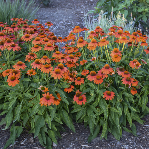 Jeżówka Sombrero Adobe Orange