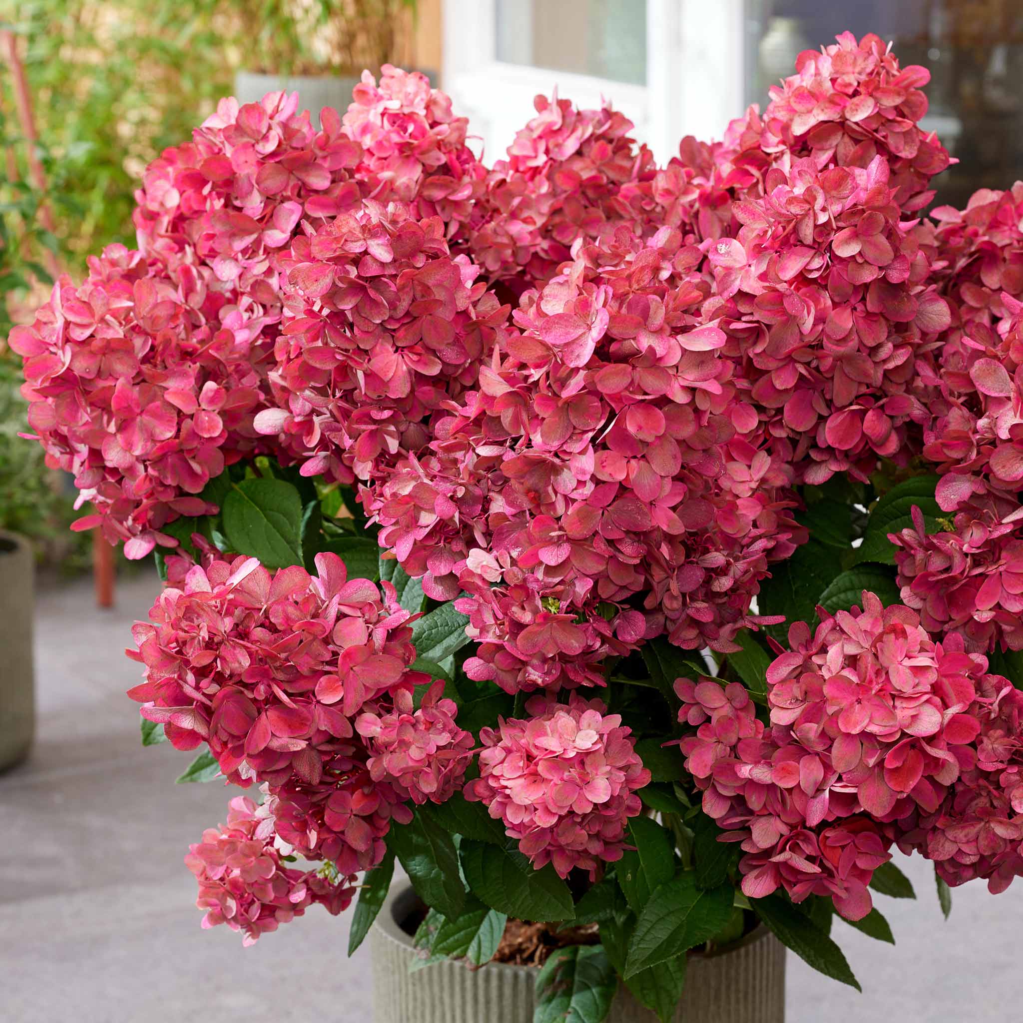 Hortensja bukietowa Bonfire Hydrangea