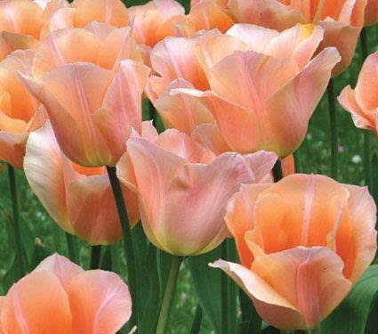 TULIPAN APRICOT BEAUTY