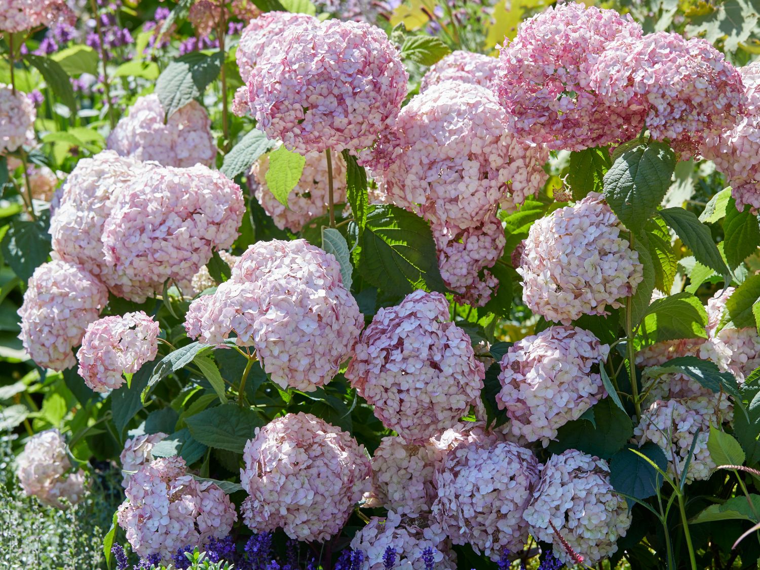 Hortensja drzewiasta Candybelle Bubblegum